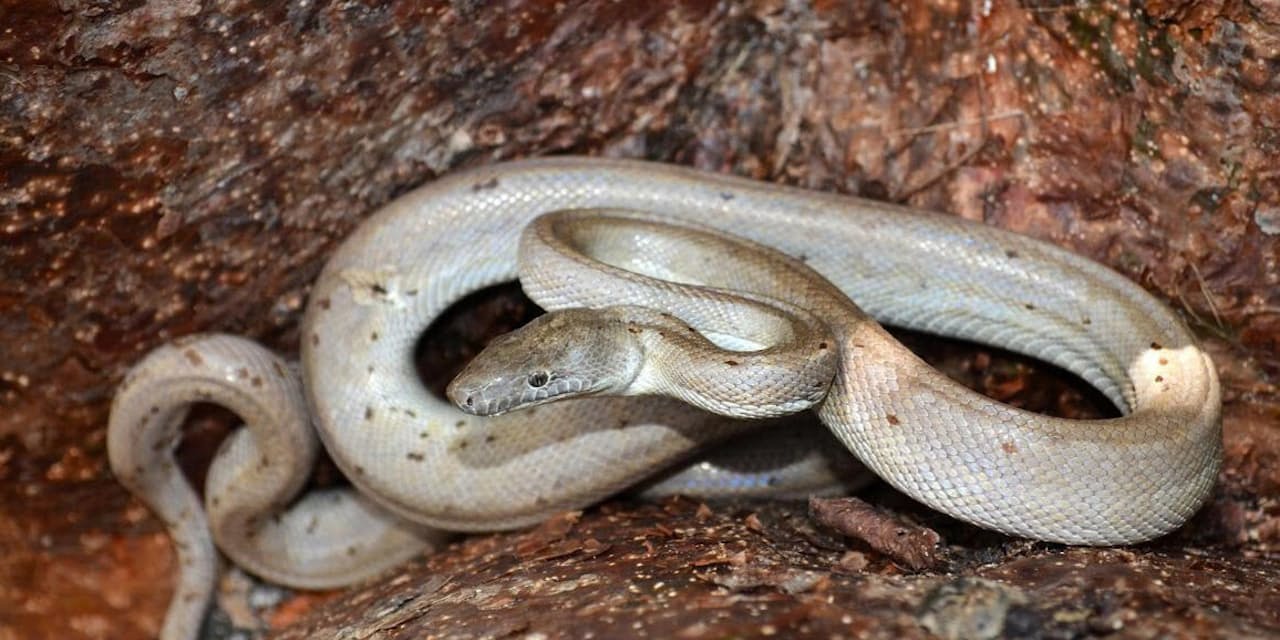 銀色の新種ヘビ発見 絶滅の恐れも バハマ無人島 Nikkei Style