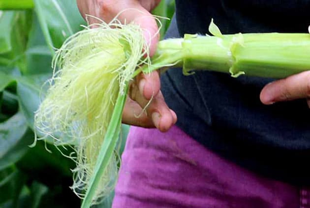 旬の味 ヤングコーンはヒゲ命 焼いて香り揚げて食感 Nikkei Style 旬の味 ヤングコーンはヒゲ命 焼いて香り揚げて食感 Nikkei Style
