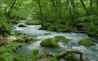 新緑が美しい奥入瀬渓流。雨上がりはコケの色も鮮やかに！（写真:japan-guide.com）