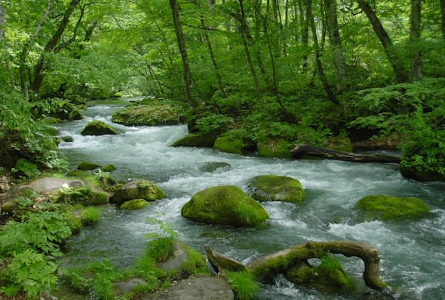 新緑が美しい奥入瀬渓流。雨上がりはコケの色も鮮やかに！（写真：japan-guide.com）