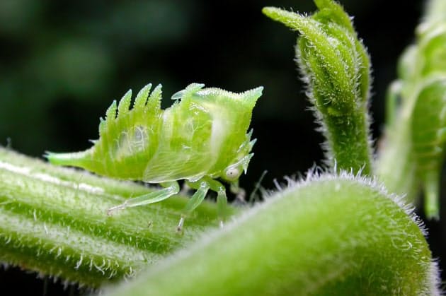 育ててみたら 鞍馬天狗 ツノゼミになった Nikkei Style 育ててみたら 鞍馬天狗 ツノゼミになった Nikkei Style