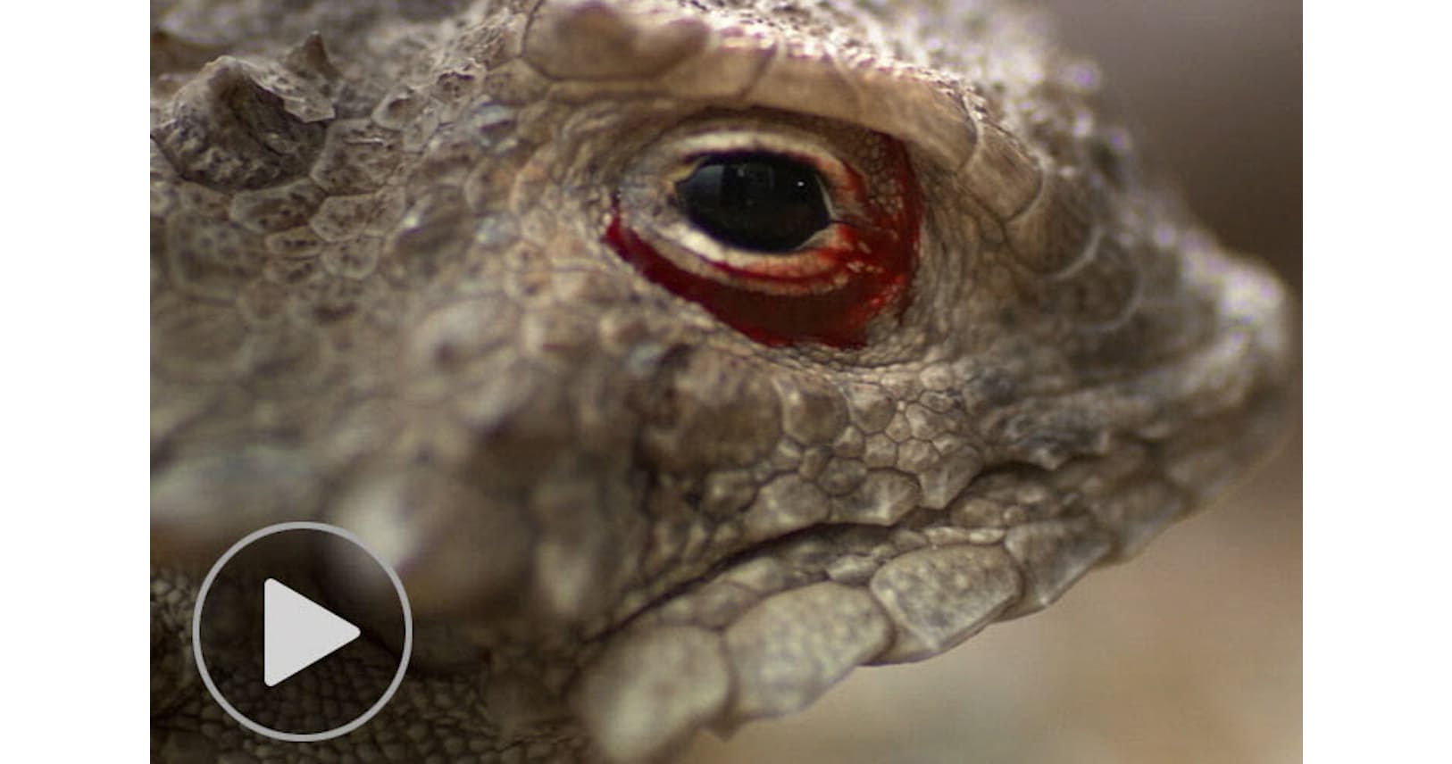 血の涙で攻撃 ツノトカゲの驚異 Nikkei Style 血の涙で攻撃 ツノトカゲの驚異 Nikkei Style