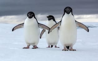 気候変動の脅威に直面している南極大陸のアデリーペンギン。（PHOTOGRAPH BY CRISTINA MITTERMEIER, NATIONAL GEOGRAPHIC CREATIVE）