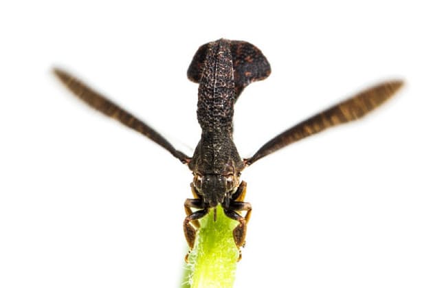 ツノゼミの不思議なかたちの意味を考えた Nikkei Style ツノゼミの不思議なかたちの意味を考えた Nikkei Style