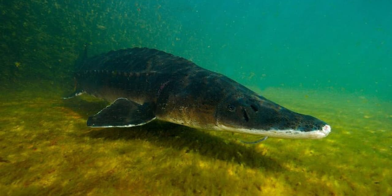 キャビア目当てに密漁 米国のチョウザメ 絶滅の危機 Nikkei Style キャビア目当てに密漁 米国のチョウザメ 絶滅の危機 Nikkei Style