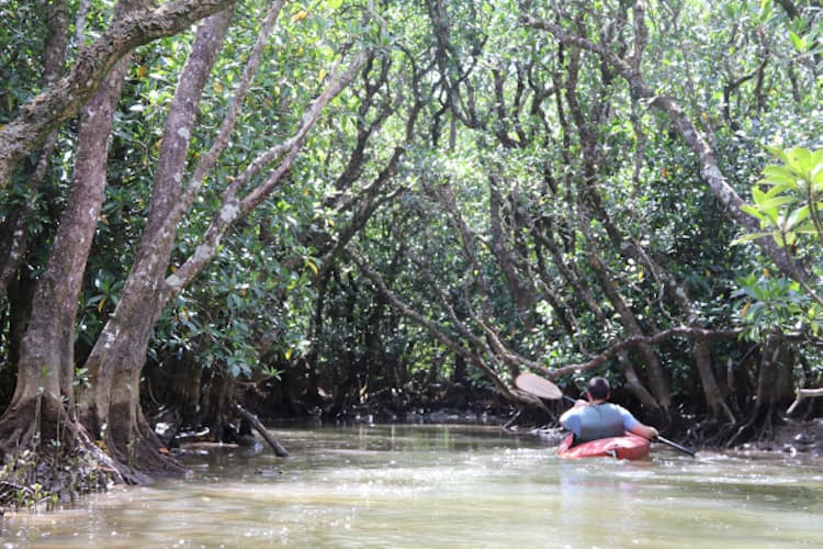 外国人も驚き 日本のジャングル マングローブの神秘 Nikkei Style 外国人も驚き 日本のジャングル マングローブの神秘 Nikkei Style