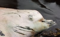 2014年6月、米アラスカ州のセントジョージ島に打ち上げられたクジラの死骸。専門家によれば、アカボウクジラ科の新種だという。（PHOTOGRAPH BY KARIN HOLSER）
