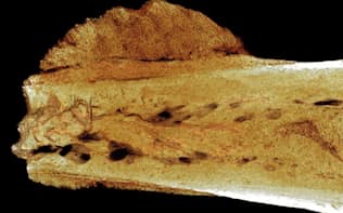 化石人類の足指の骨のマイクロCT画像から腫瘍の存在が確認された。（PHOTOGRAPH BY PATRICK RANDOLPH-QUINNEY, UCLAN）