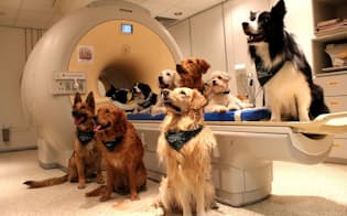 fMRI装置の中で動かないよう、イヌたちをしつけるには数カ月を要した。（PHOTOGRAPH BY ENIK&#214; KUBINYI）