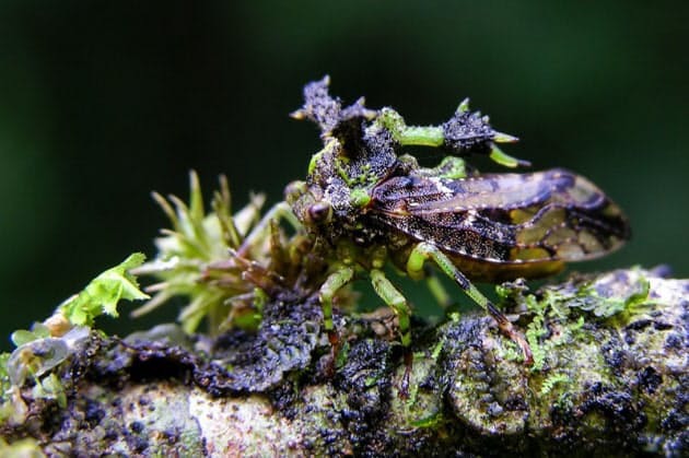 珍種 コケに擬態したツノゼミ Nikkei Style 珍種 コケに擬態したツノゼミ Nikkei Style