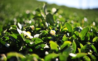 奈良・大和高原に咲く茶の花。土地の力を生かしたコスメの原料となる（画像提供:クレコス）