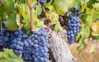 赤ワインは黒ブドウを原料に、果皮や種子ごと発酵させる。写真は代表的な黒ブドウ品種「カベルネ・ソーヴィニヨン」（（C）Magdalena Paluchowska -123rf）
