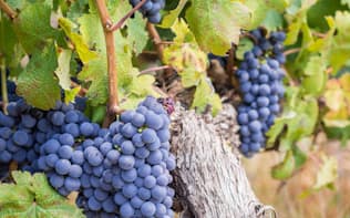 赤ワインは黒ブドウを原料に、果皮や種子ごと発酵させる。写真は代表的な黒ブドウ品種「カベルネ・ソーヴィニヨン」（（C）Magdalena Paluchowska -123rf）
