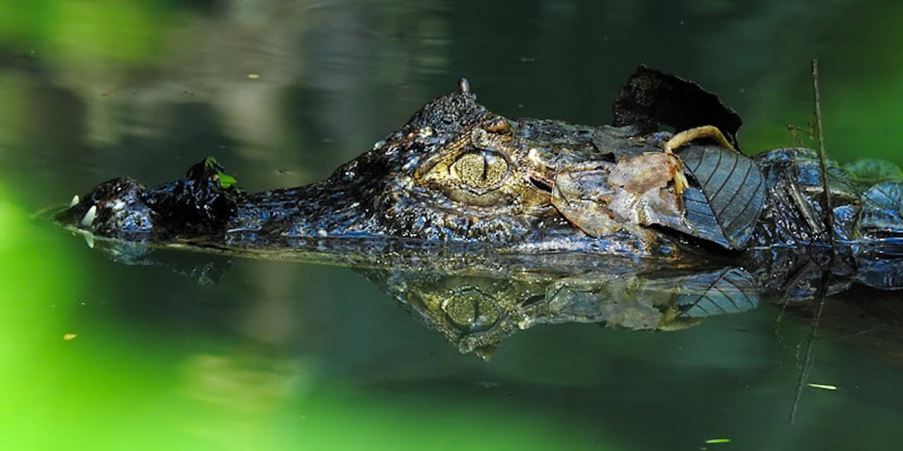熱帯雨林の暗闇に浮かびあがったワニ Nikkei Style 熱帯雨林の暗闇に浮かびあがったワニ Nikkei Style