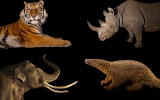 ヨハネスブルクで開催されたワシントン条約締約国会議により、トラ、サイ、ゾウ、センザンコウは従来よりも手厚い保護が決まったが、一部の種については、野生生物保護の規制が政治によって骨抜きにされてしまったという懸念も出ている。（PHOTOGRAPHS BY JOEL SARTORE, NATIONAL GEOGRAPHIC）