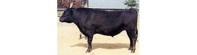 宮崎県 種牛49頭の殺処分始める 残り5頭に 日本経済新聞