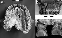 OH-65と呼ばれるこの上あごの化石は、180万年前に生きていたホモ・ハビリスのものだ。その歯には、最も古い右利きの痕跡が残されている。（Photograph Courtesy The University of Kansas）