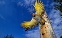 巣から飛び立とうとしている通常の色合いのキハシボソキツツキ（PHOTOGRAPH BY MICHAEL S. QUINTON, NATIONAL GEOGRAPHIC CREATIVE）
