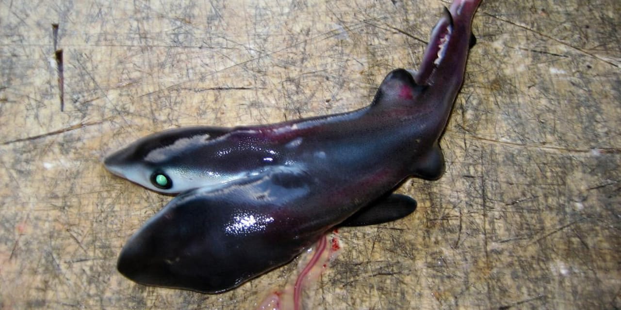 頭が2つあるサメの報告が世界で増加 原因不明 Nikkei Style 頭が2つあるサメの報告が世界で増加 原因不明 Nikkei Style