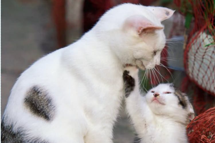 動物写真家 岩合光昭さんに聞く ネコへの思い Nikkei Style 動物写真家 岩合光昭さんに聞く ネコへの思い Nikkei Style