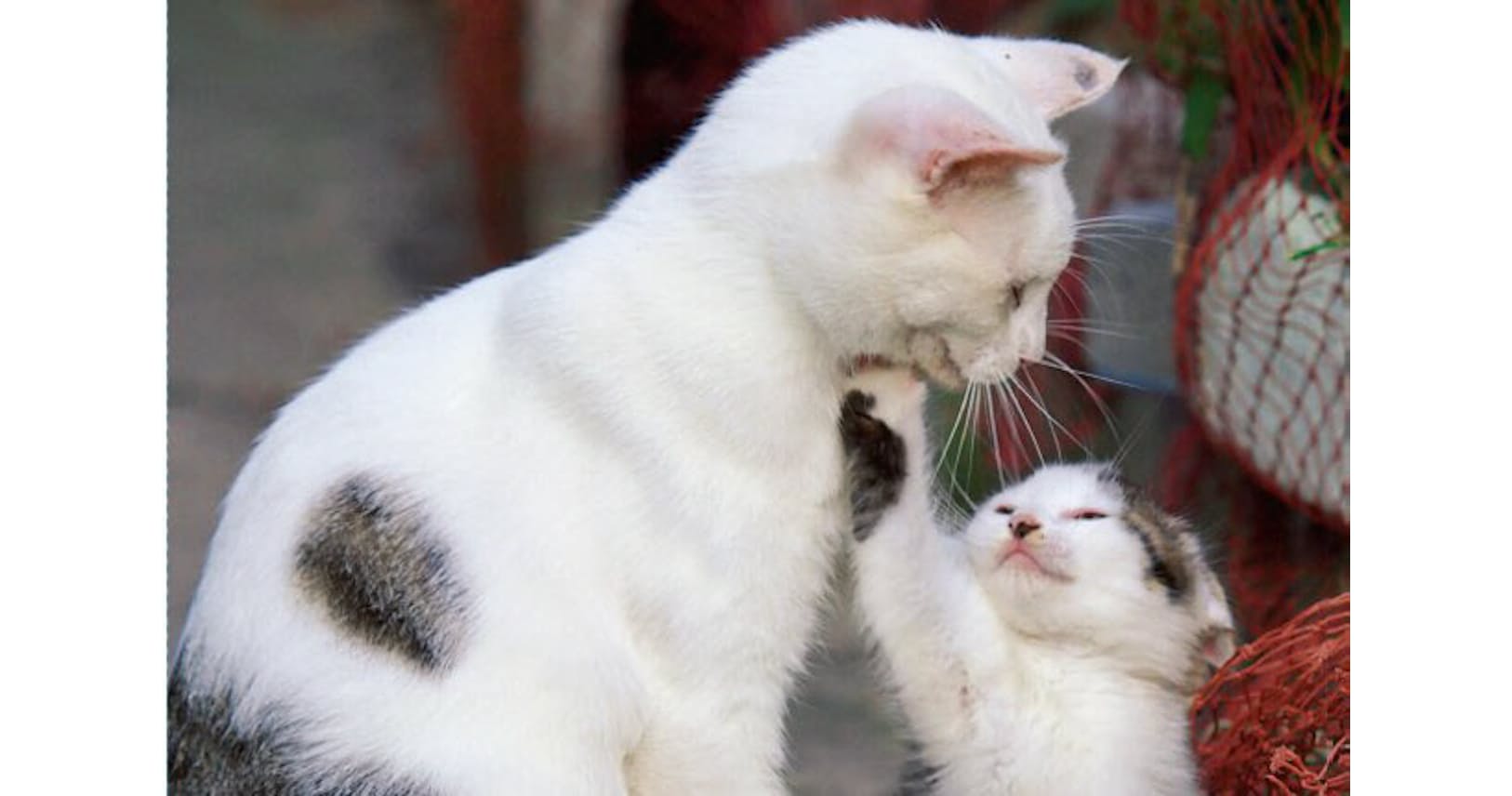 動物写真家 岩合光昭さんに聞く ネコへの思い Nikkei Style