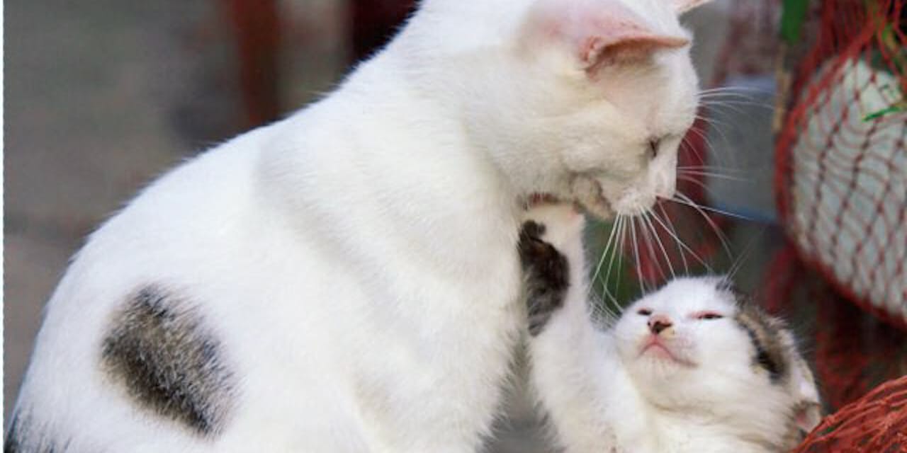 動物写真家 岩合光昭さんに聞く ネコへの思い Nikkei Style