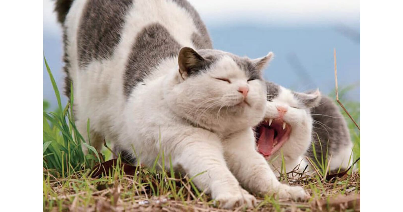 動物写真家 岩合光昭さんに聞く ネコを撮る秘訣 Nikkei Style