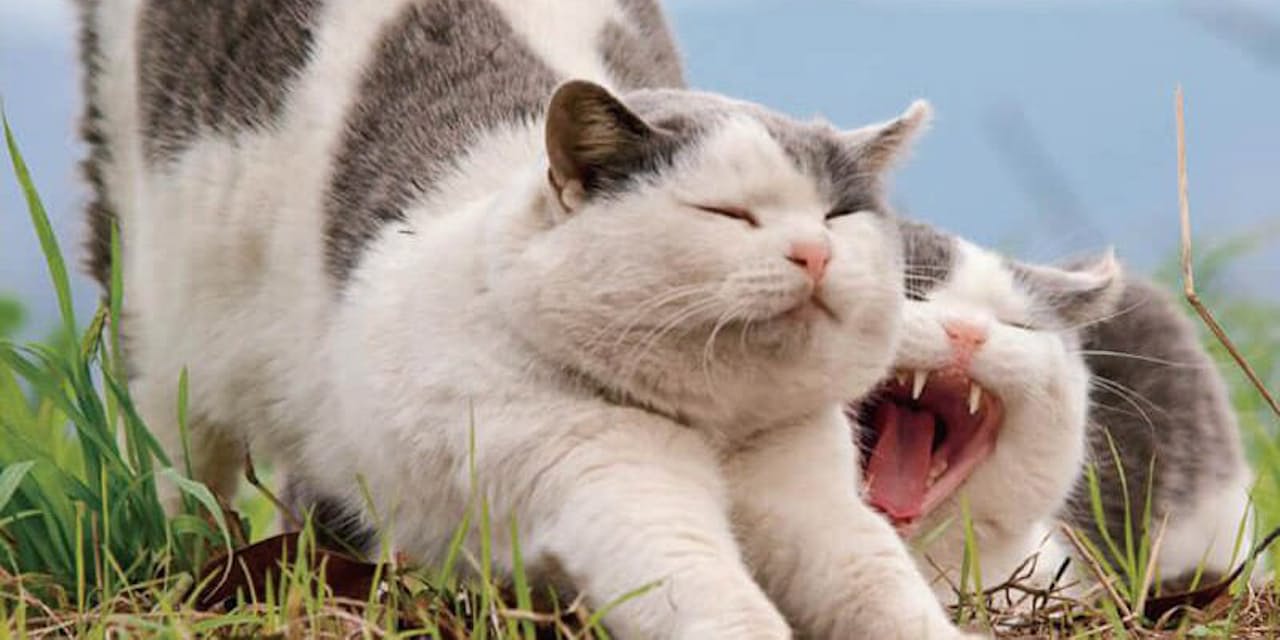 動物写真家 岩合光昭さんに聞く ネコを撮る秘訣 Nikkei Style