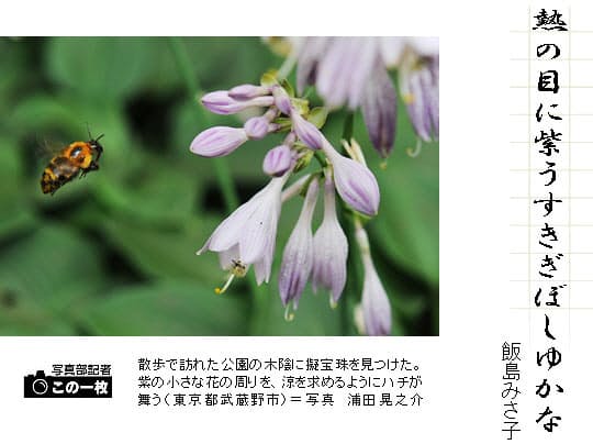 ちょっと読めない夏の花 一口俳句講座 擬宝珠の花 日本経済新聞