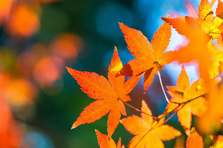 秋の紅葉 赤色や黄色があるのはなぜ Nikkei Style 秋の紅葉 赤色や黄色があるのはなぜ Nikkei Style