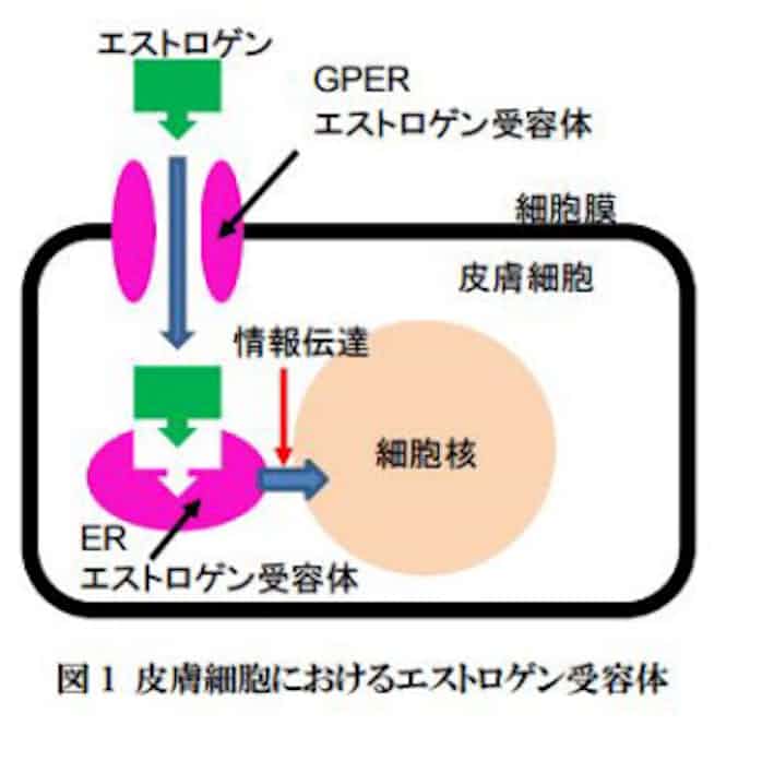 ファンケル 女性ホルモンの働きを高める抽出エキスを発見 日本経済新聞 ファンケル 女性ホルモンの働きを高める抽出エキスを発見 日本経済新聞