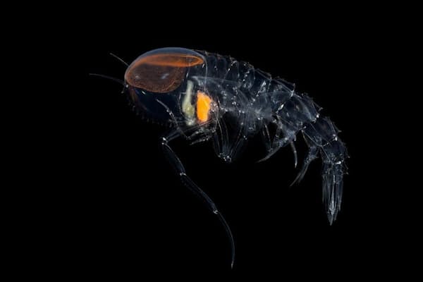 大人もうっとり アートな生物図鑑10選 Nikkei Style 大人もうっとり アートな生物図鑑10選 Nikkei Style