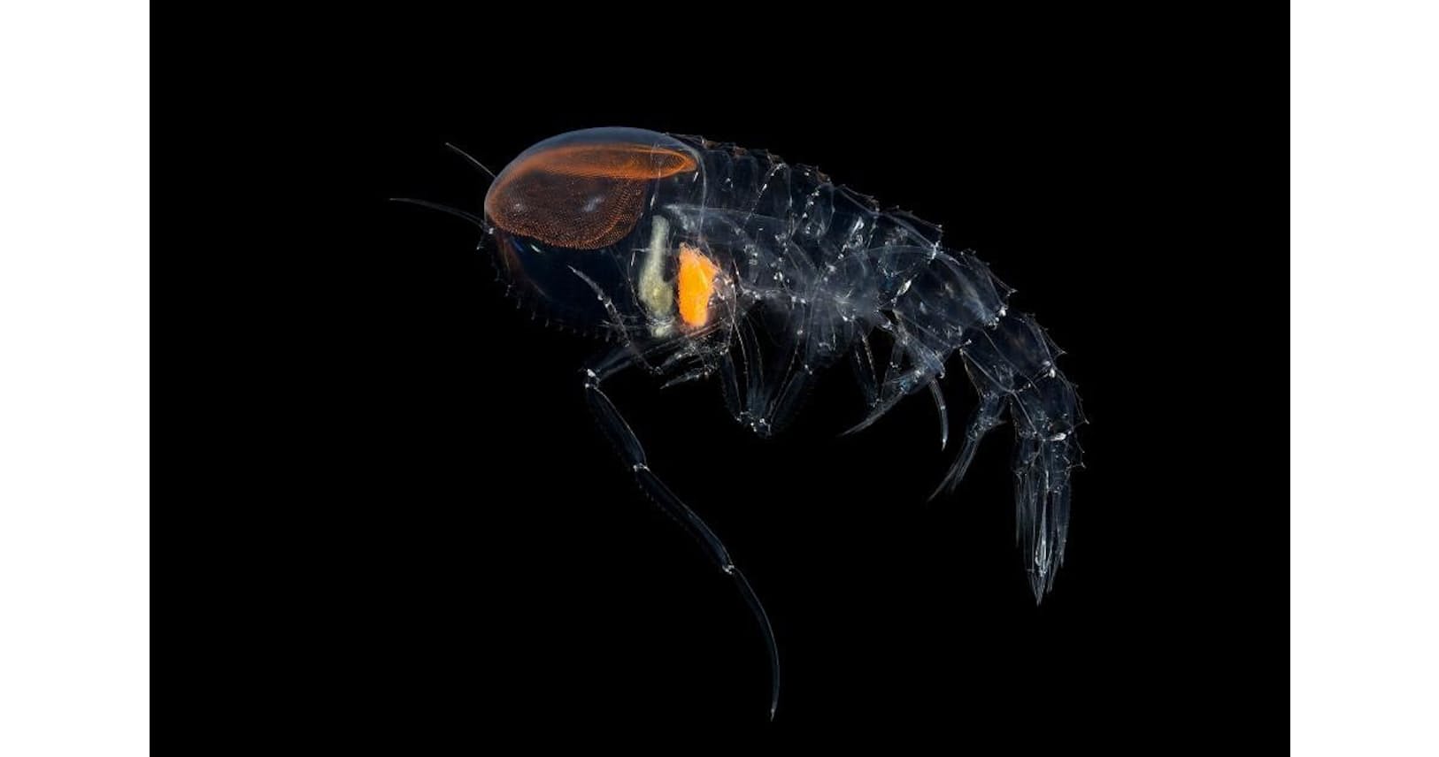 ナノ構造の 透明マント 姿を隠す海の生き物発見 Nikkei Style ナノ構造の 透明マント 姿を隠す海の生き物発見 Nikkei Style