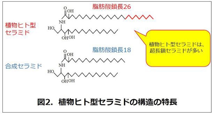サティス製薬 和栗から 植物ヒト型セラミド の開発に成功 日本経済新聞