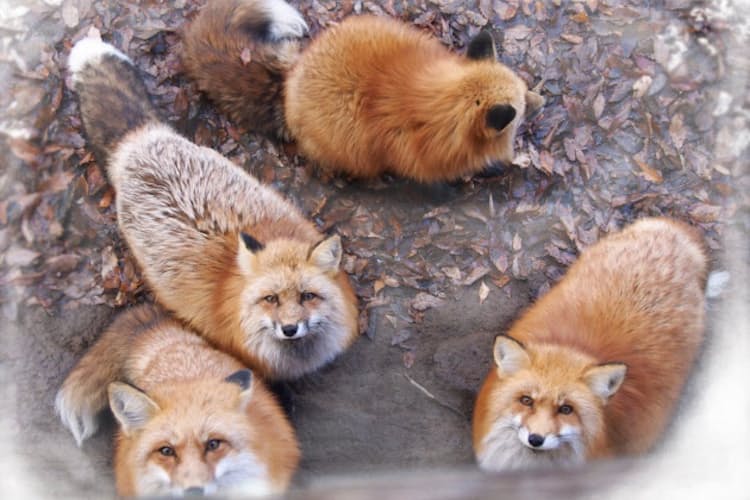 タイムトリップの極上宿とモフモフ冬ギツネ 宮城蔵王 Nikkei Style タイムトリップの極上宿とモフモフ冬ギツネ 宮城蔵王 Nikkei Style