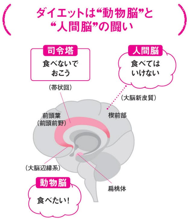 食べちゃダメ は逆効果 脳のクセ知りやせるワザ Nikkei Style 食べちゃダメ は逆効果 脳のクセ知りやせるワザ Nikkei Style