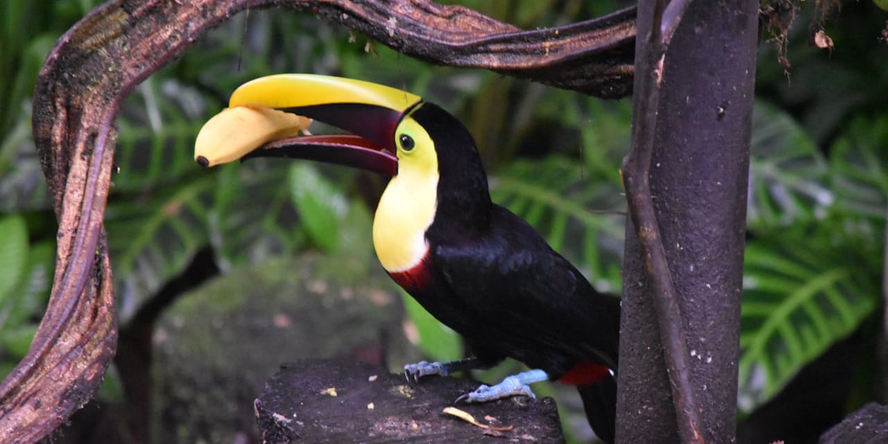 自然が財産 中米コスタリカ 希少動物に次々出合う Nikkei Style