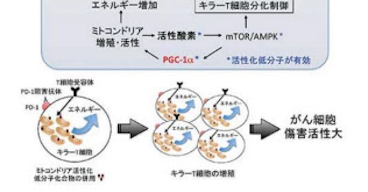京大 低分子化合物との併用によるpd 1阻害抗体がん免疫治療効果を大幅に増強する併用治療法を発見 日本経済新聞