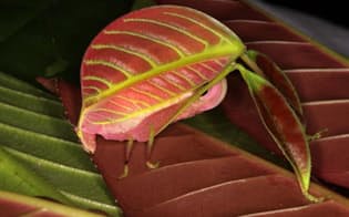 木の葉にそっくりな新種キリギリスのメス。ボルネオ島に生息。（PHOTOGRAPH BY PETER KIRK）