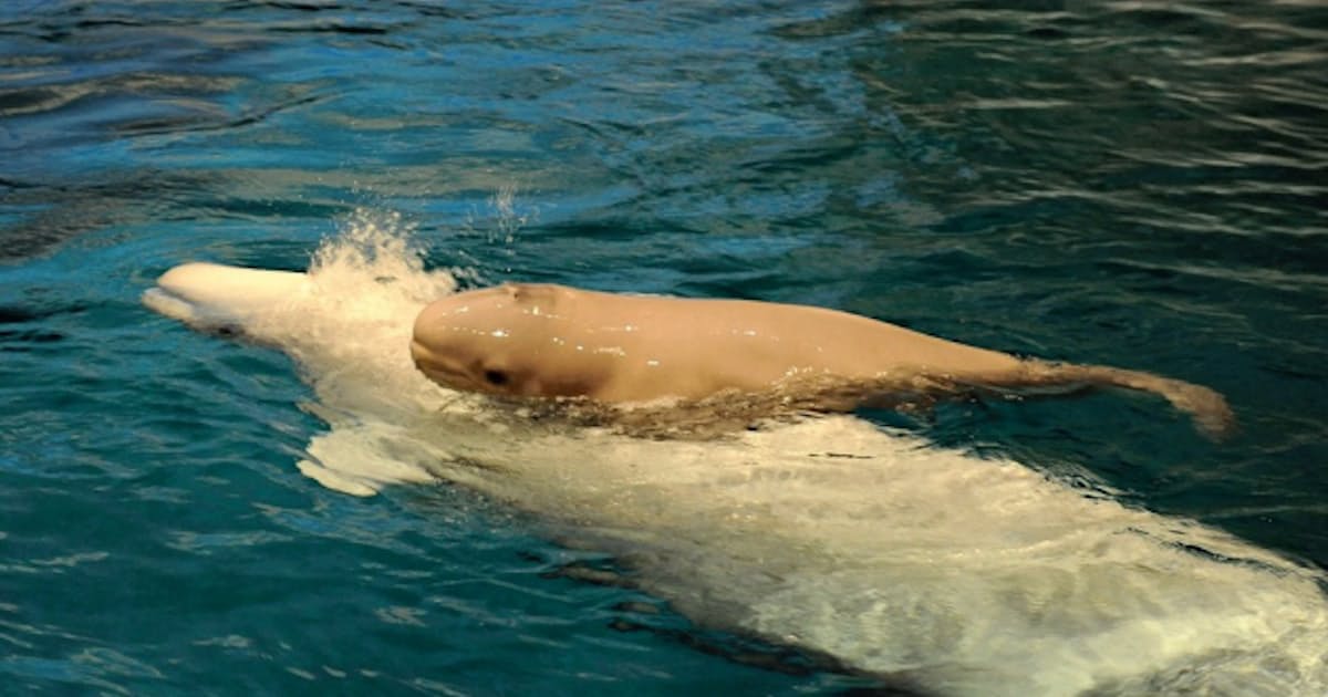 シロイルカの赤ちゃん誕生 名古屋港水族館 日本経済新聞 シロイルカの赤ちゃん誕生 名古屋港水族館 日本経済新聞