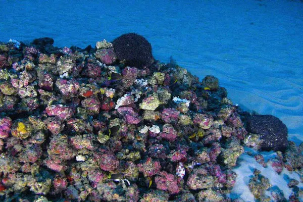 地上絵から新説 15世紀のアマゾン密林は人だらけ Nikkei Style 地上絵から新説 15世紀のアマゾン密林は人だらけ Nikkei Style