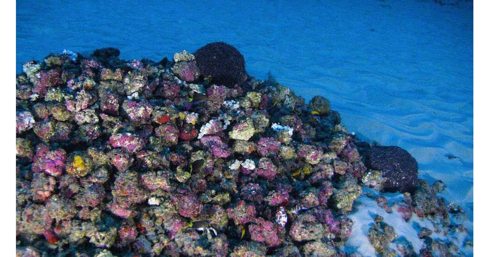 アマゾン河口に まさか のサンゴ 常識覆した生物礁 Nikkei Style アマゾン河口に まさか のサンゴ 常識覆した生物礁 Nikkei Style