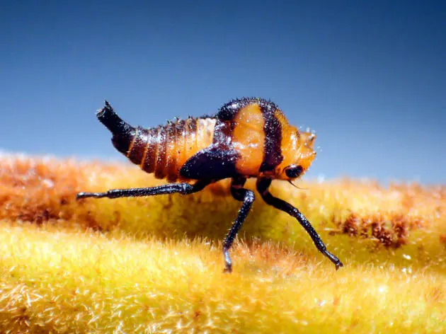 もはやポップアート 黒地に水玉はじけるツノゼミ Nikkei Style もはやポップアート 黒地に水玉はじけるツノゼミ Nikkei Style