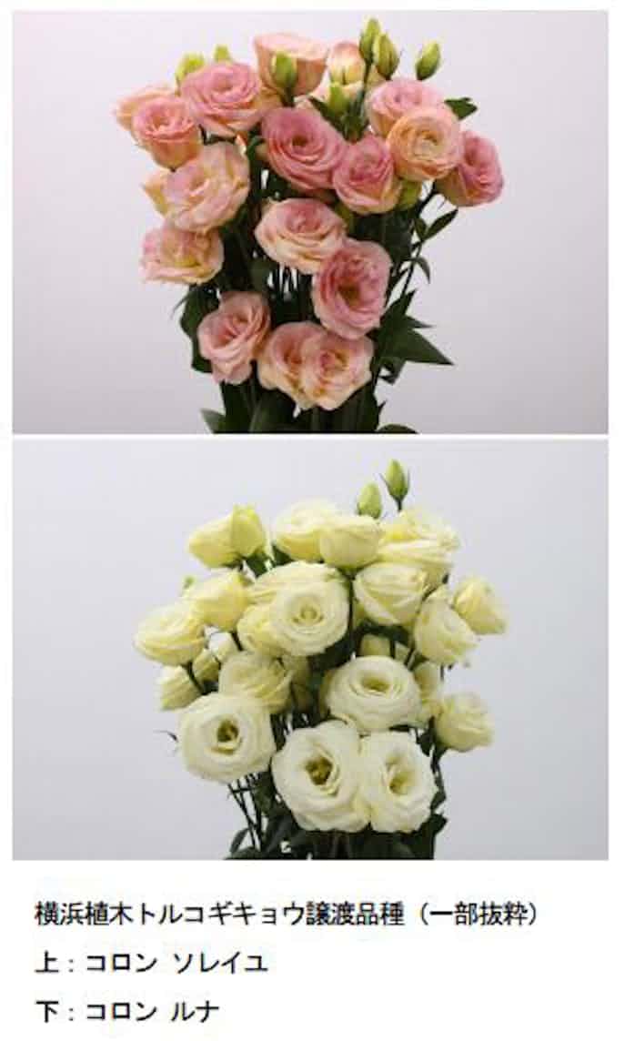 サカタのタネ 横浜植木のトルコギキョウ事業の譲渡で合意 日本経済新聞