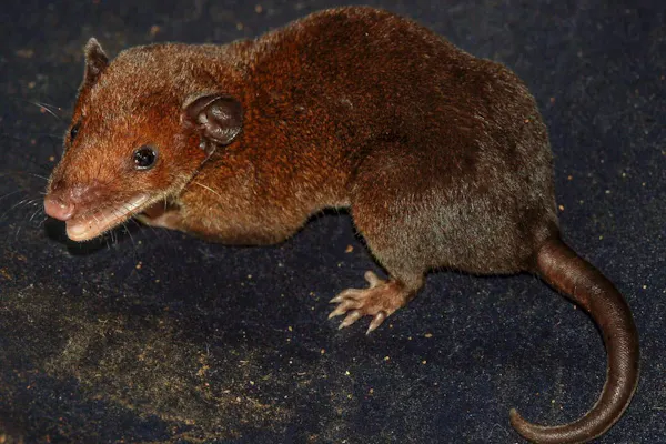 動物の死んだふり 目的は 敵から逃れる だけでない Nikkei Style 動物の死んだふり 目的は 敵から逃れる だけでない Nikkei Style