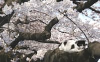 満開の上野恩賜公園で。猫ものんびり（写真:japan-guide.com）