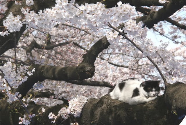 満開の上野恩賜公園で。猫ものんびり（写真：japan-guide.com）