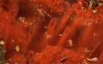 地球最古の化石と考えられる、鉄分を豊富に含む管状構造物の顕微鏡写真。（PHOTOGRAPH COURTESY MATTHEW DODD）