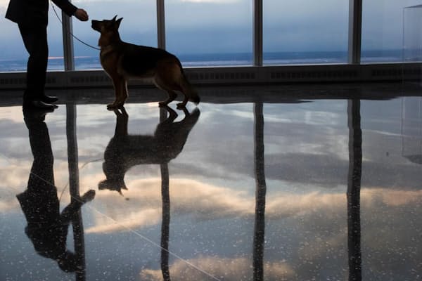 3500年続く古代の犬種 ショロ 絶滅寸前から復活 Nikkei Style 3500年続く古代の犬種 ショロ 絶滅寸前から復活 Nikkei Style