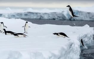 海から上がってくるアデリーペンギン。冬の間はオキアミと魚を求めて海氷の端に移住する。（PHOTOGRAPH BY CRISTINA MITTERMEIER, NATIONAL GEOGRAPHIC CREATIVE）